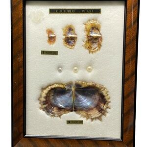 Cultured Pearl Display with Shells